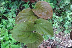 Tolypanthus lagenifer